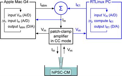 Injection of IK1 through dynamic clamp can make all the difference in patch-clamp studies on hiPSC-derived cardiomyocytes